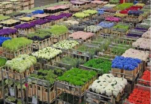 世界最大的鲜花拍卖市场-荷兰阿斯米尔鲜花市场介绍