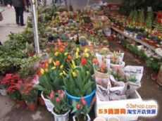 广西桂林花鸟市场