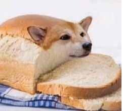 㳦ͼƬȫ